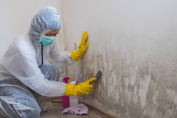 Best Fast Mold Removal  in Waukomis, OK