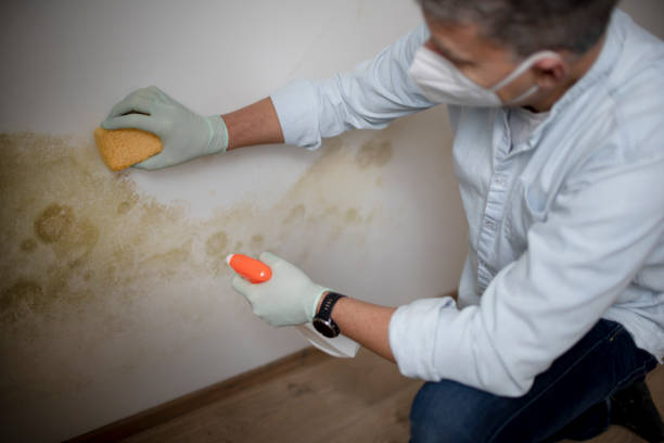 Best Mold Removal and Inspection  in Waukomis, OK