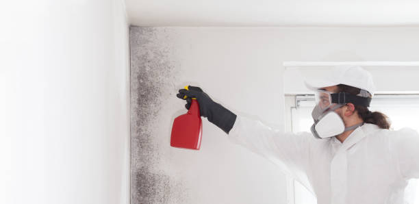 Best Affordable Mold Removal  in Waukomis, OK