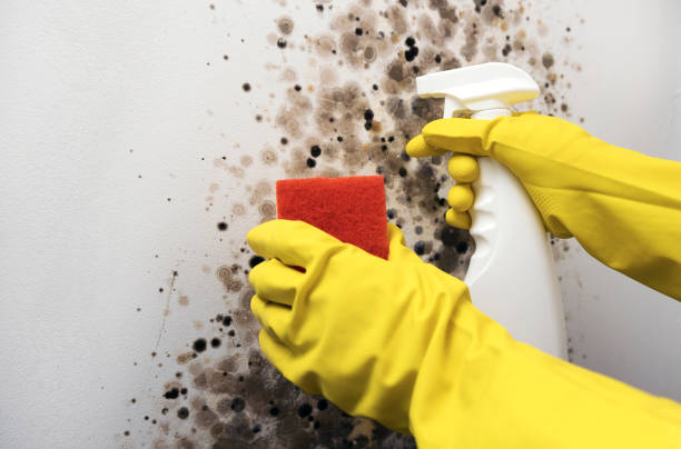 Best Attic Mold Removal  in Waukomis, OK